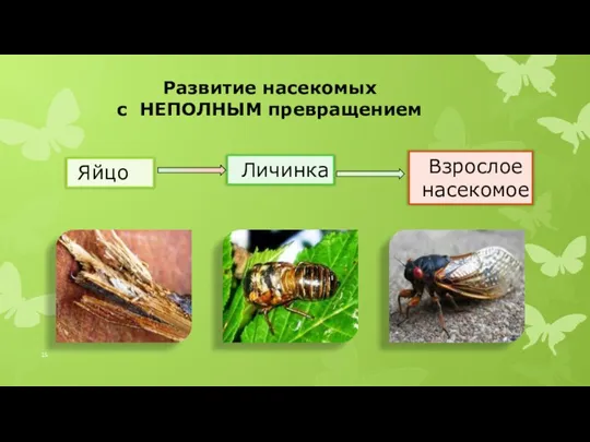 Развитие насекомых с НЕПОЛНЫМ превращением Яйцо Личинка Взрослое насекомое