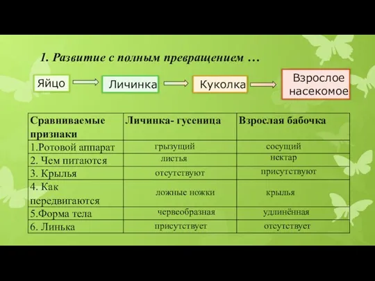 1. Развитие с полным превращением … Яйцо Личинка Взрослое насекомое