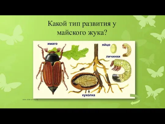 Какой тип развития у майского жука? www.sliderpoint.org