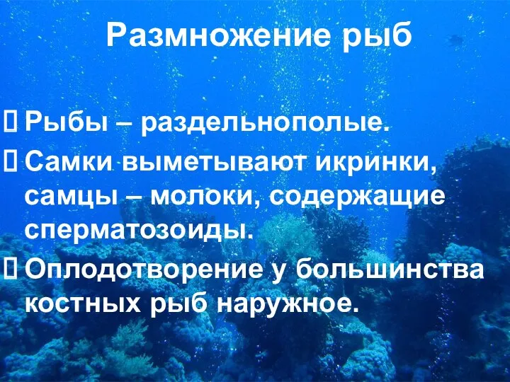 Размножение рыб Рыбы – раздельнополые. Самки выметывают икринки, самцы –