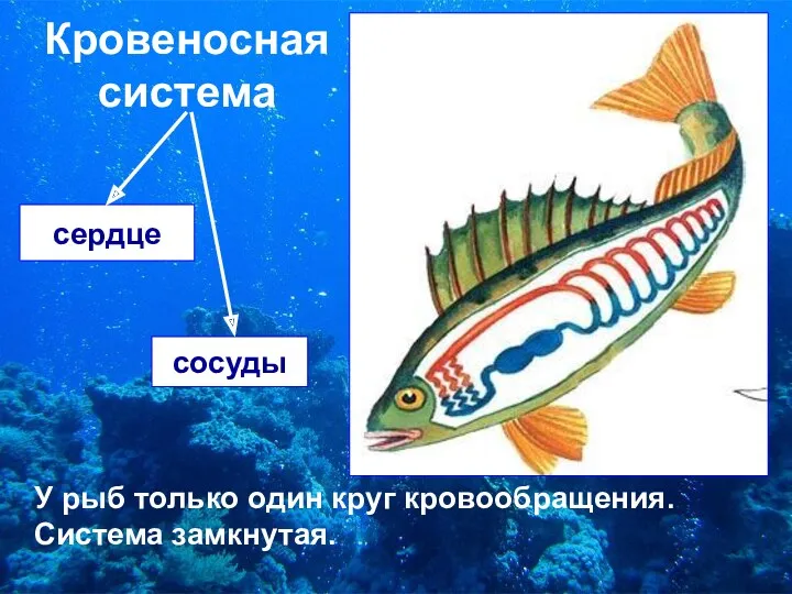 Кровеносная система сердце сосуды У рыб только один круг кровообращения. Система замкнутая.