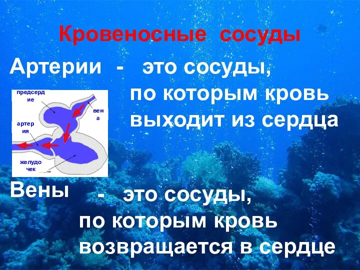 Кровеносные сосуды Артерии Вены это сосуды, по которым кровь выходит