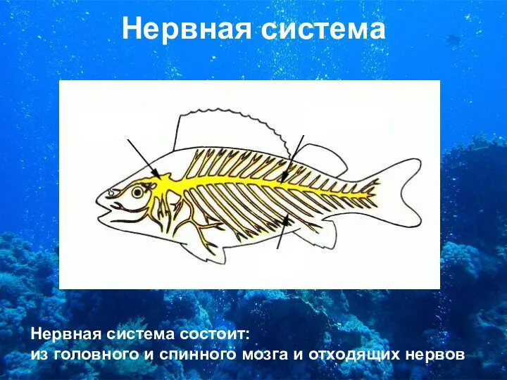 Нервная система Нервная система состоит: из головного и спинного мозга и отходящих нервов