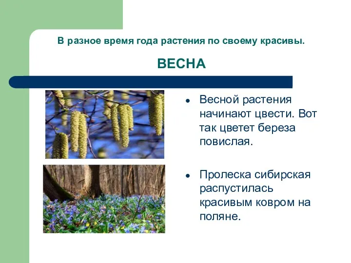 В разное время года растения по своему красивы. ВЕСНА Весной