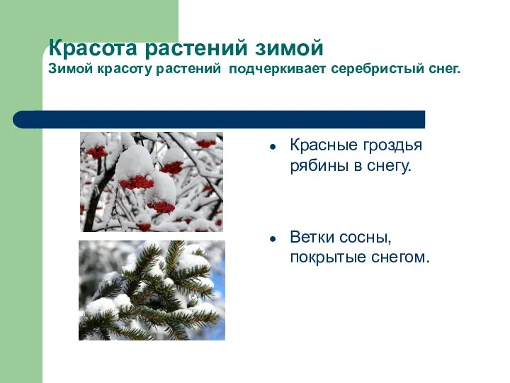 Красота растений зимой Зимой красоту растений подчеркивает серебристый снег. Красные