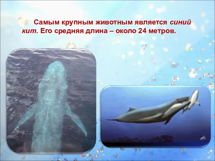 Самым крупным животным является синий кит. Его средняя длина – около 24 метров.