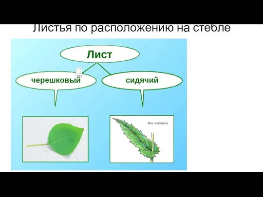 Листья по расположению на стебле