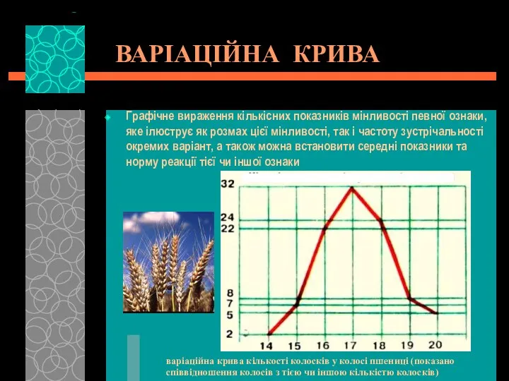 ВАРІАЦІЙНА КРИВА Графічне вираження кількісних показників мінливості певної ознаки, яке