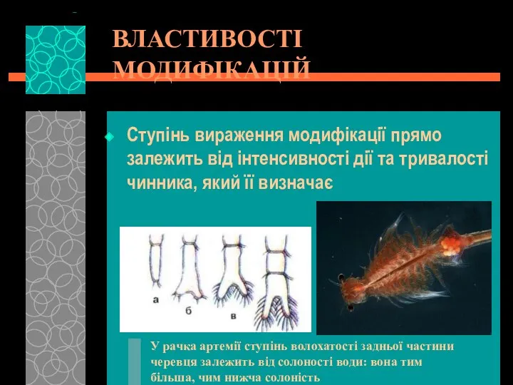 ВЛАСТИВОСТІ МОДИФІКАЦІЙ Ступінь вираження модифікації прямо залежить від інтенсивності дії