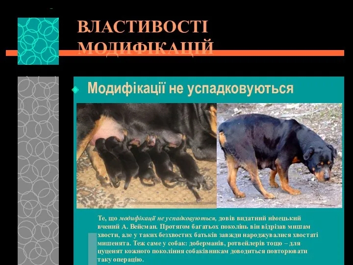 ВЛАСТИВОСТІ МОДИФІКАЦІЙ Модифікації не успадковуються Те, що модифікації не успадковуються,