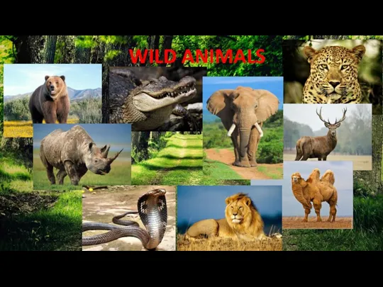 WILD ANIMALS