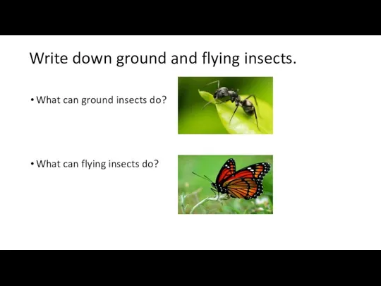 Write down ground and flying insects. What can ground insects do? What can flying insects do?