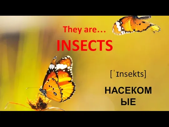 They are… INSECTS [ˈɪnsekts] НАСЕКОМЫЕ