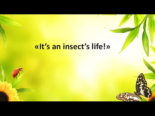 «It’s an insect’s life!»