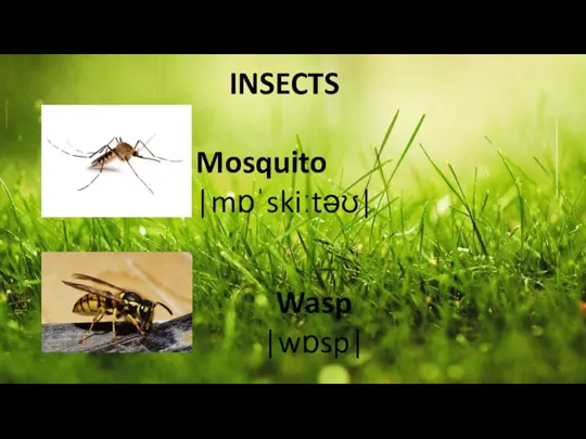 INSECTS Mosquito |mɒˈskiːtəʊ| Wasp |wɒsp|