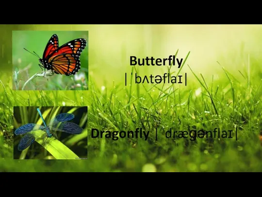 Butterfly |ˈbʌtəflaɪ| Dragonfly |ˈdræɡənflaɪ|