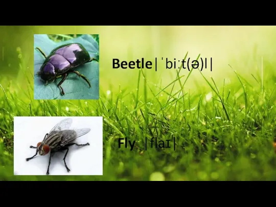 Beetle|ˈbiːt(ə)l| Fly |flaɪ|
