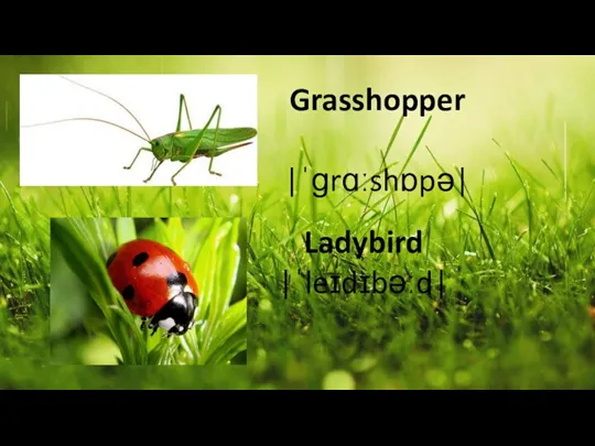 Grasshopper |ˈɡrɑːshɒpə| Ladybird |ˈleɪdɪbəːd|