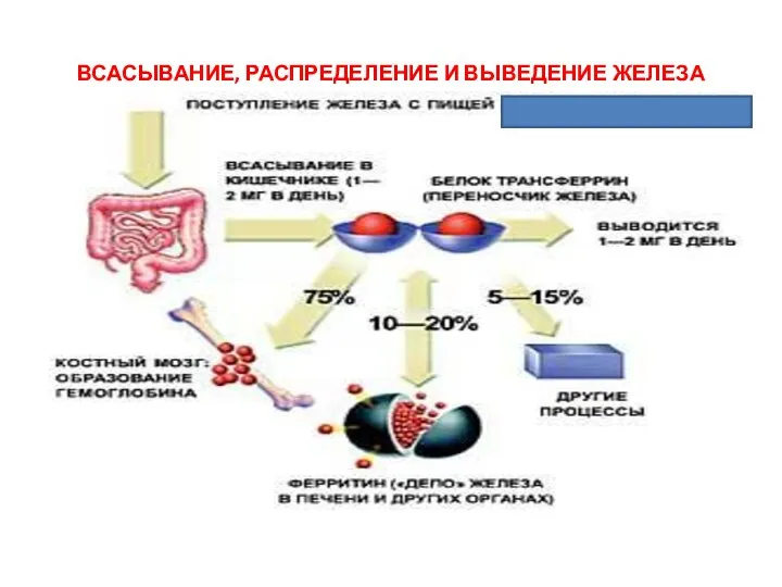 ВСАСЫВАНИЕ, РАСПРЕДЕЛЕНИЕ И ВЫВЕДЕНИЕ ЖЕЛЕЗА