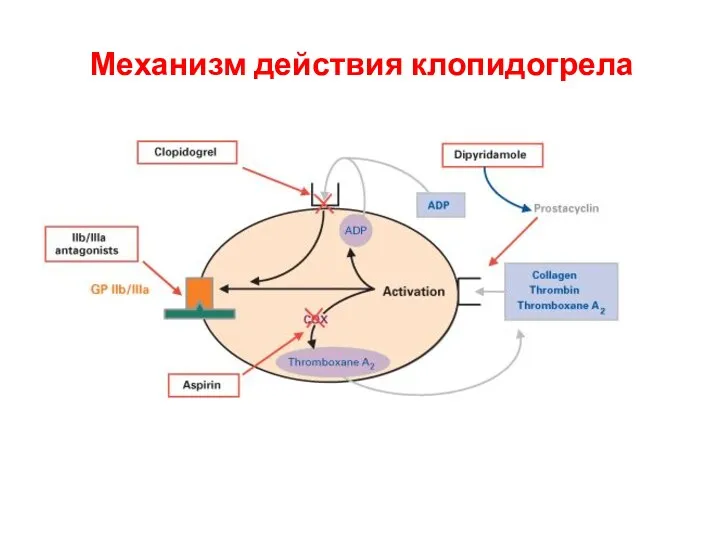 Механизм действия клопидогрела