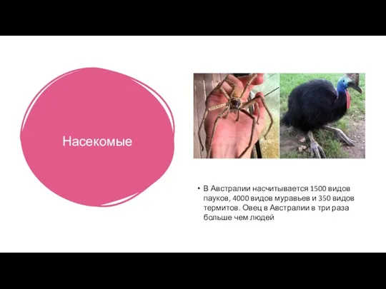 Насекомые В Австралии насчитывается 1500 видов пауков, 4000 видов муравьев и 350 видов