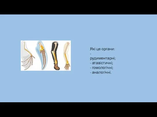 Які це органи: - рудиментарні; - атавістичні; - гомологічні; - аналогічні.