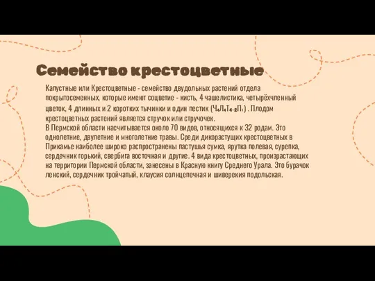 Семейство крестоцветные Капустные или Крестоцветные - семейство двудольных растений отдела