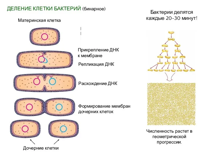 ДЕЛЕНИЕ КЛЕТКИ БАКТЕРИЙ (бинарное) Прикрепление ДНК к мембране Репликация ДНК