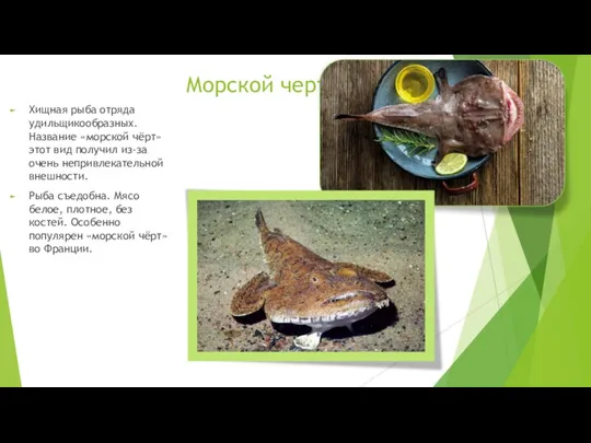 Морской черт Хищная рыба отряда удильщикообразных. Название «морской чёрт» этот