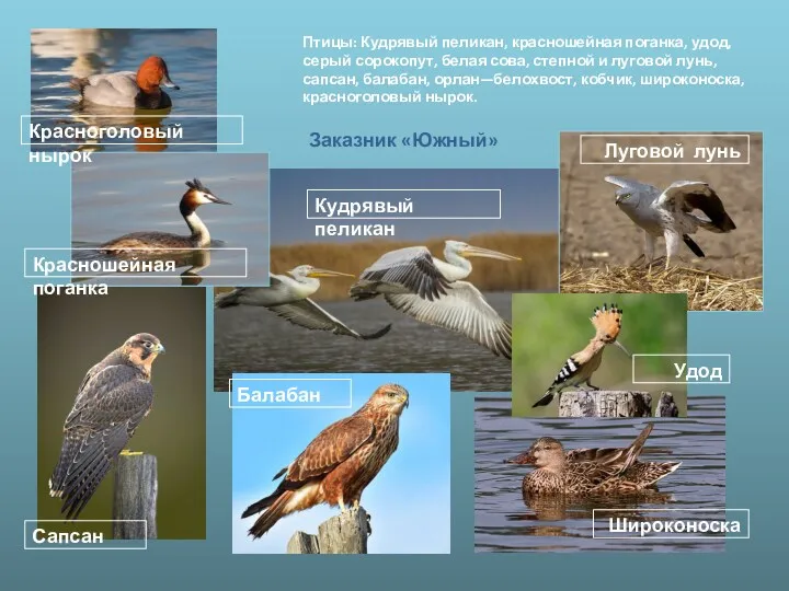 Птицы: Кудрявый пеликан, красношейная поганка, удод, серый сорокопут, белая сова,