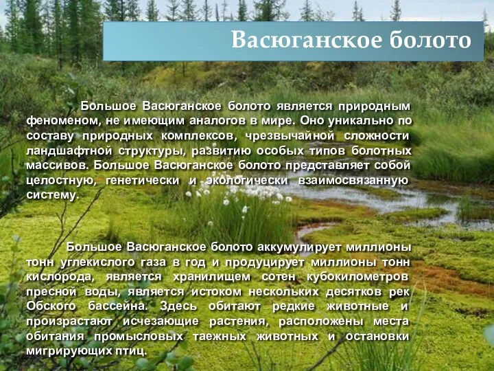 Васюганское болото Большое Васюганское болото является природным феноменом, не имеющим