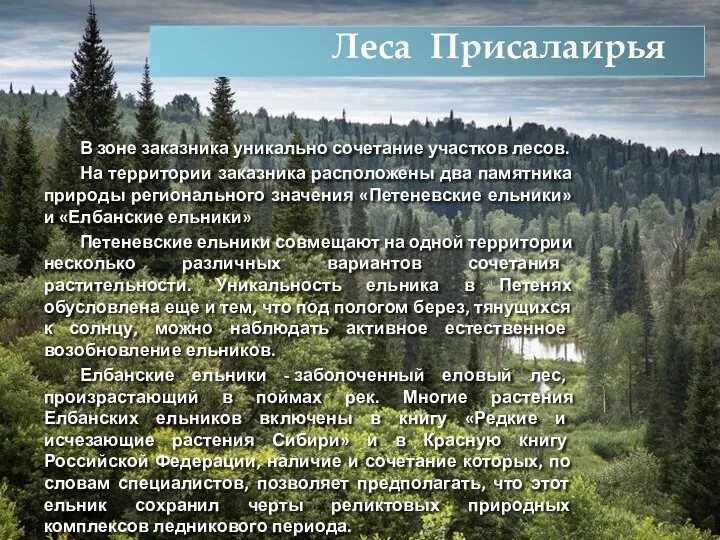 Леса Присалаирья В зоне заказника уникально сочетание участков лесов. На