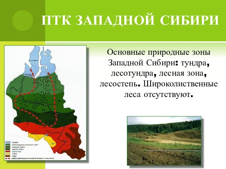 ПТК ЗАПАДНОЙ СИБИРИ Основные природные зоны Западной Сибири: тундра, лесотундра, лесная зона, лесостепь. Широколиственные леса отсутствуют.