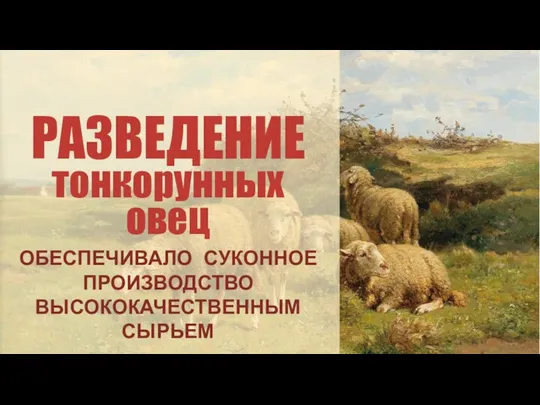 РАЗВЕДЕНИЕ тонкорунных овец ОБЕСПЕЧИВАЛО СУКОННОЕ ПРОИЗВОДСТВО ВЫСОКОКАЧЕСТВЕННЫМ СЫРЬЕМ