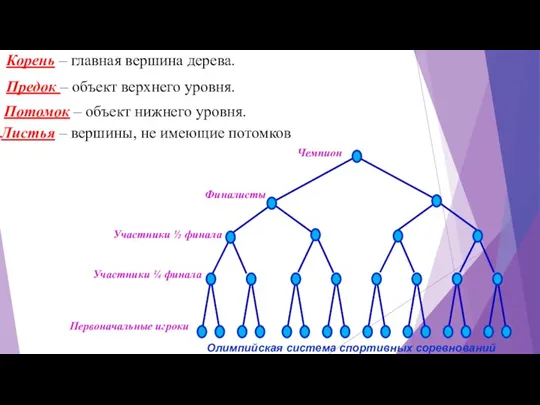 Корень – главная вершина дерева. Чемпион Финалисты Участники ½ финала