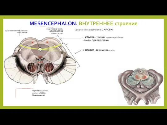 MESENCEPHALON. ВНУТРЕННЕЕ строение I. КРЫША - TECTUM mesencephalicum = lamina