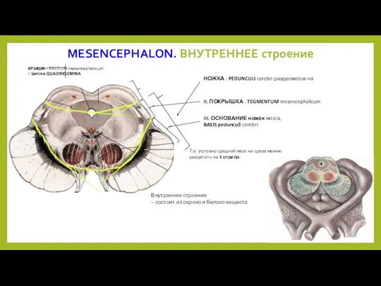 MESENCEPHALON. ВНУТРЕННЕЕ строение НОЖКА - PEDUNCULI cerebri разделяется на III.