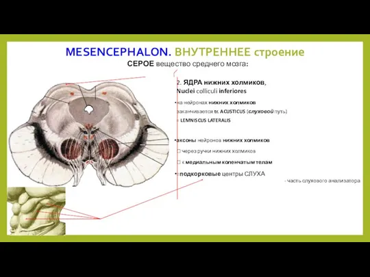 MESENCEPHALON. ВНУТРЕННЕЕ строение СЕРОЕ вещество среднего мозга: 2. ЯДРА нижних