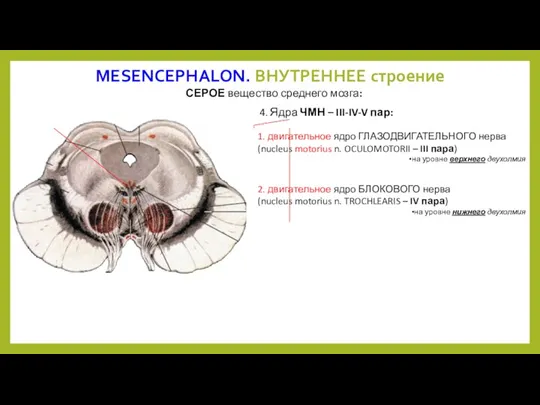MESENCEPHALON. ВНУТРЕННЕЕ строение СЕРОЕ вещество среднего мозга: 1. двигательное ядро