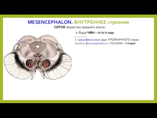 MESENCEPHALON. ВНУТРЕННЕЕ строение СЕРОЕ вещество среднего мозга: 3. среднемозговое ядро
