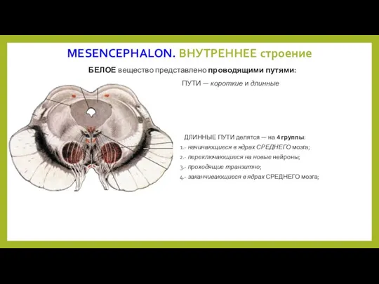 MESENCEPHALON. ВНУТРЕННЕЕ строение БЕЛОЕ вещество представлено проводящими путями: ДЛИННЫЕ ПУТИ