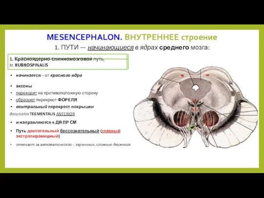 MESENCEPHALON. ВНУТРЕННЕЕ строение 1. ПУТИ — начинающиеся в ядрах среднего