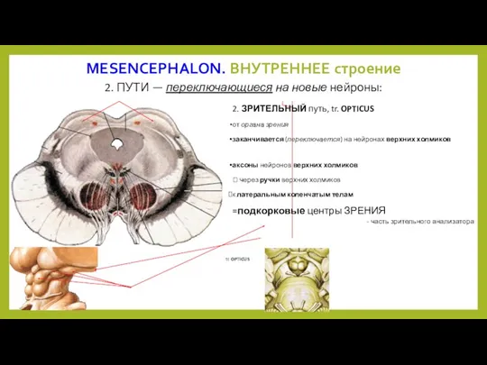 MESENCEPHALON. ВНУТРЕННЕЕ строение 2. ЗРИТЕЛЬНЫЙ путь, tr. OPTICUS от органа