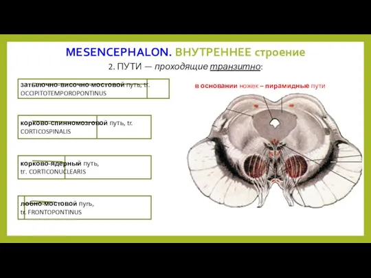 MESENCEPHALON. ВНУТРЕННЕЕ строение 2. ПУТИ — проходящие транзитно: затылочно-височно-мостовой путь,