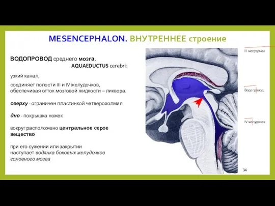 ВОДОПРОВОД среднего мозга, AQUAEDUCTUS cerebri: III желудочек Водопровод IV желудочек