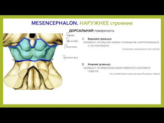 MESENCEPHALON. НАРУЖНЕЕ строение ДОРСАЛЬНАЯ поверхность Верхняя граница проходит по задним