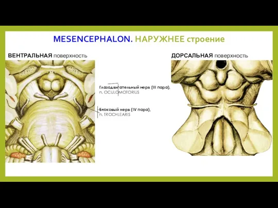 MESENCEPHALON. НАРУЖНЕЕ строение ВЕНТРАЛЬНАЯ поверхность ДОРСАЛЬНАЯ поверхность Глазодвигательный нерв (III