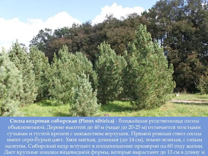 Сосна кедровая сибирская (Pinus sibirica) - ближайшая родственница сосны обыкновенной.