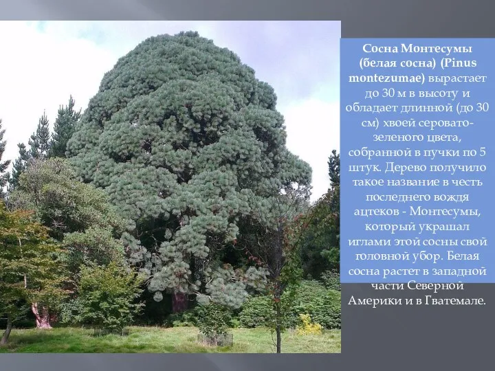 Сосна Монтесумы (белая сосна) (Pinus montezumae) вырастает до 30 м