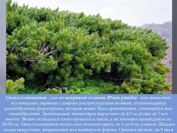 Сосна стланиковая , она же кедровый стланик (Pinus pumila) -